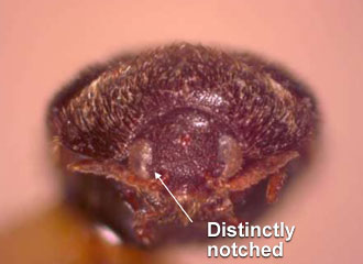 Inside edge of eye with distinct notch.