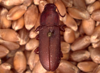 Disc of pronotum with punctures touching, usually separated by a distance less than their own diameter. Upper surface dull.