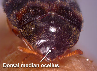 Head with dorsal median ocellus.