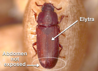 Elytra full, completely covering the abdomen or exposing only part of the last abdominal tergite.