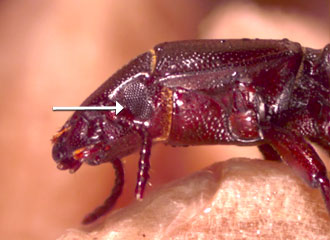 Eye not divided by side margin of the head (canthus)