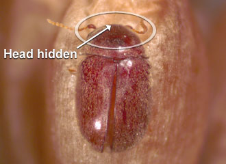 Antennae short, serrate. Head hidden under pronotum in dorsal vie