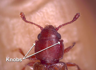 Pronotum with anterior angles prominent