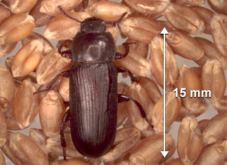 Large insect (11 mm or more)