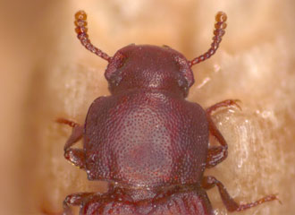 Pronotum without slightly raised ridges