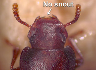 Head not prolonged into a snout.