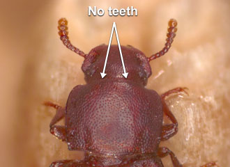 Pronotum without rasp-like teeth on anterior half.