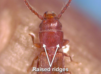 Pronotum with slightly raised ridges