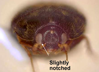 Eye with medial margin entire or only slightly notched.