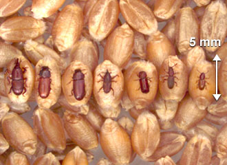Small insect (up to 10 mm)
