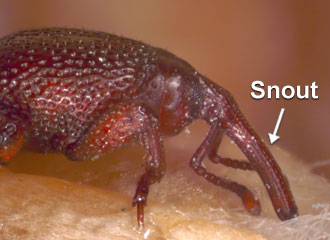 Head prolonged into a snout