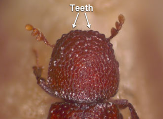 Pronotum with slightly raised ridges