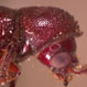 Lateral view of pronotum with rasp-like teeth on anterior half