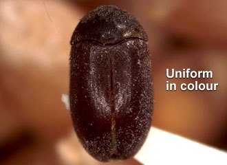 Integument of elytra uniformly coloured, without pattern.