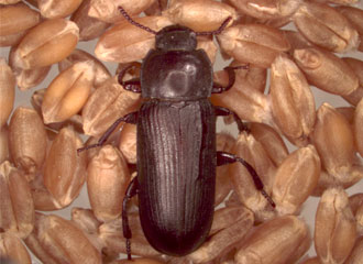 Disc of pronotum with punctures not touching, usually separated by a distance equal to or greater than their own diameter. Upper surface slightly shiny.