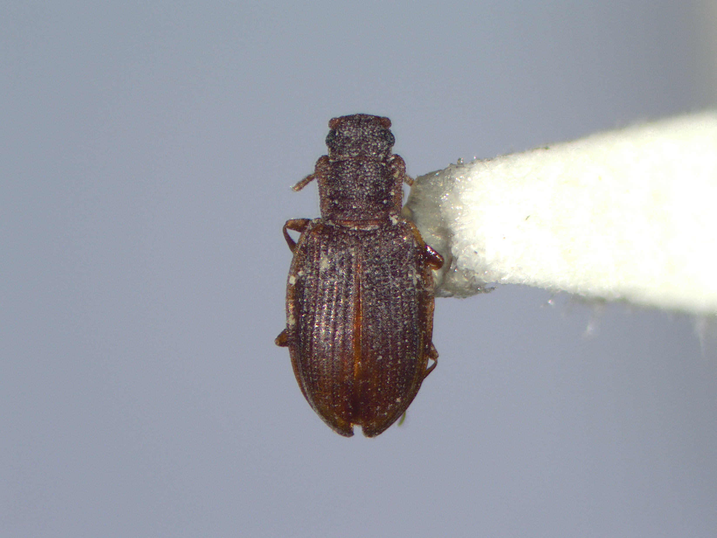 Squarenosed fungus beetle Lathridius minutus dorsal view