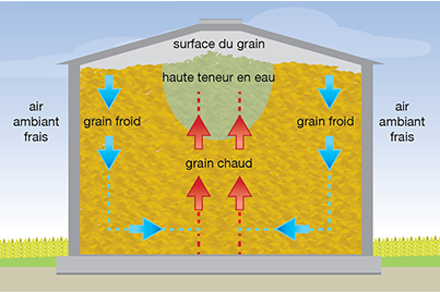Diagramme des courants de convection dans le grain entreposé en cellule