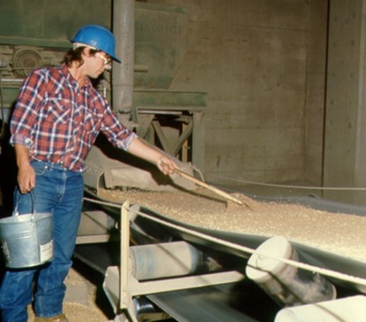 Photo of a person taking a grain sample from the centre of a horizontal belt. 
