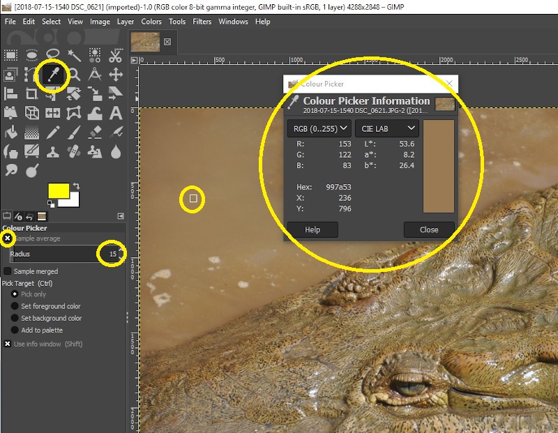 Screenshot of an image in GIMP. The colour picker tool is being used to sample the brown water next to the crocodile head.