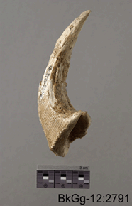 Image en couleurs d'une corne ou d'un os courbé de couleur blanc cassé ou en os, échelle de 3 cm à la base et BKGG-12: 2791