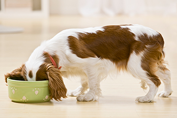 Dog eating out of dog bowl