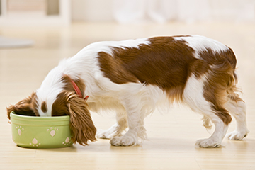 Chien qui mange d'un bol pour chiens