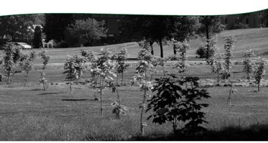 Plantation d’arbres au Complexe Laval, Région du Québec