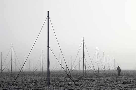 Poles stretch into the distance in a snowy field.