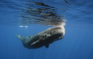A sperm whale near the surface of the water.