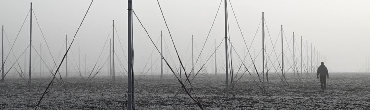 Poles stretch into the distance in a snowy field. 