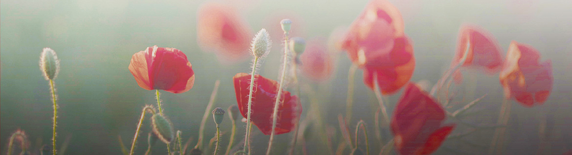 Poppies
