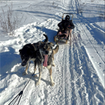 Two sled dogs pull a sled carrying a rider along a snow-covered trail in a winter landscape.