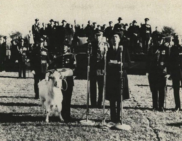 A white goat being held on a leash by a soldier and a man in front of several microphones.