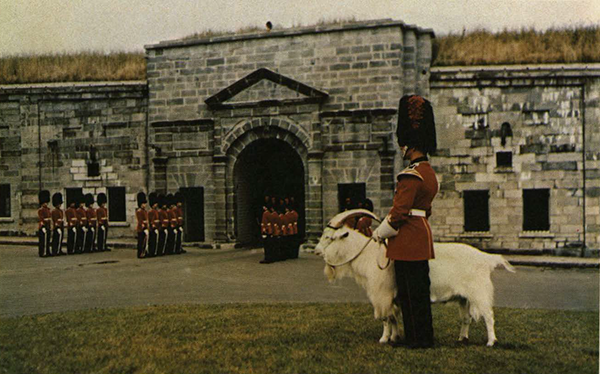 Soldier holding a goat by a leash.