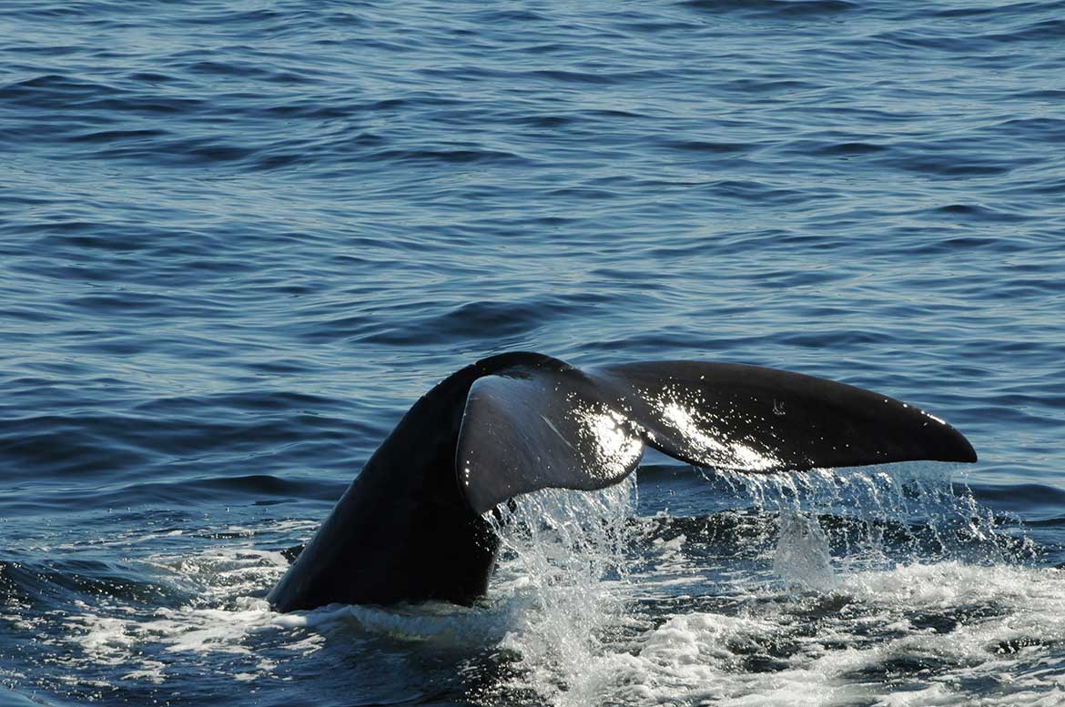 Right whale "lobtails".