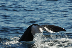 Une baleine joue dans l’eau, pendant que les chercheurs l’observent de loin.