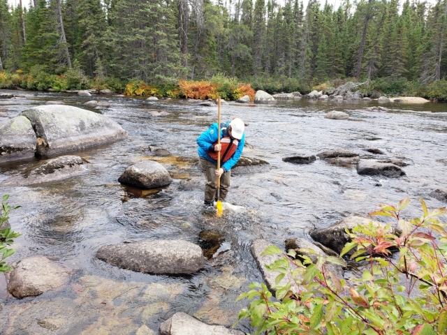 A person wearing a life jacket is sampling with a kick net in a stream. The stream has boulders in it and is surrounded by coniferous trees.