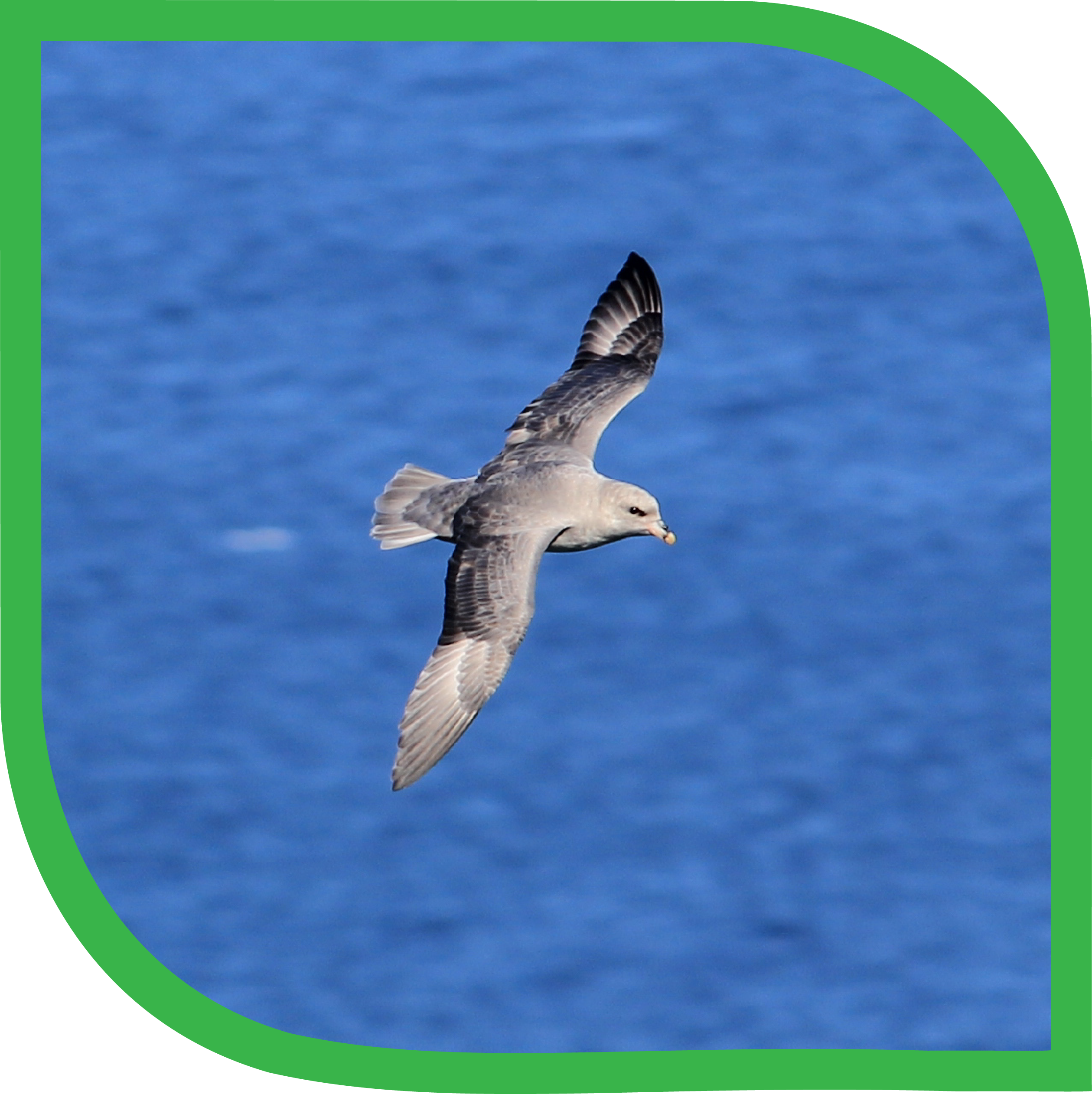 A picture of a northern fulmar