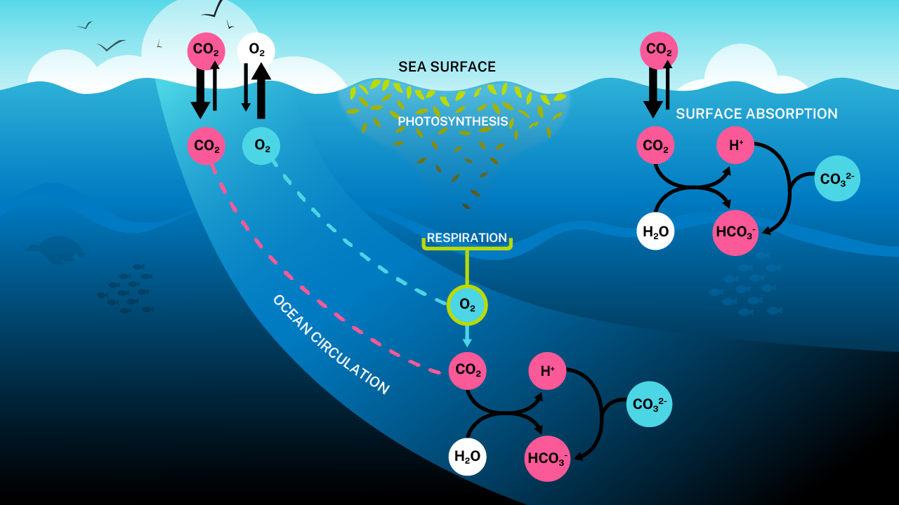 Illustration of changes in ocean chemistry