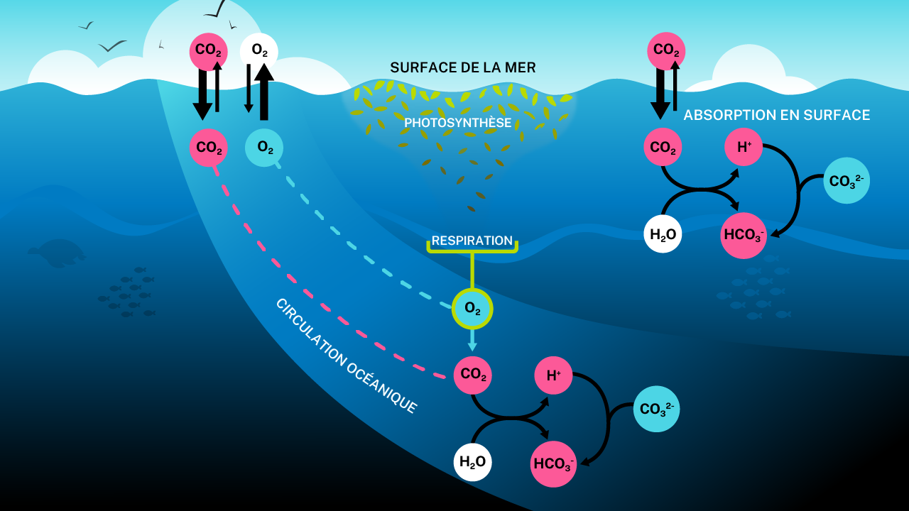 Illustration des changements dans la chimie des océans