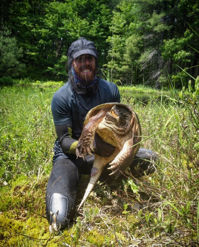 Anthony wears a net mask while handling a Snapping Turtle under a START permit when surveying nesting sites.