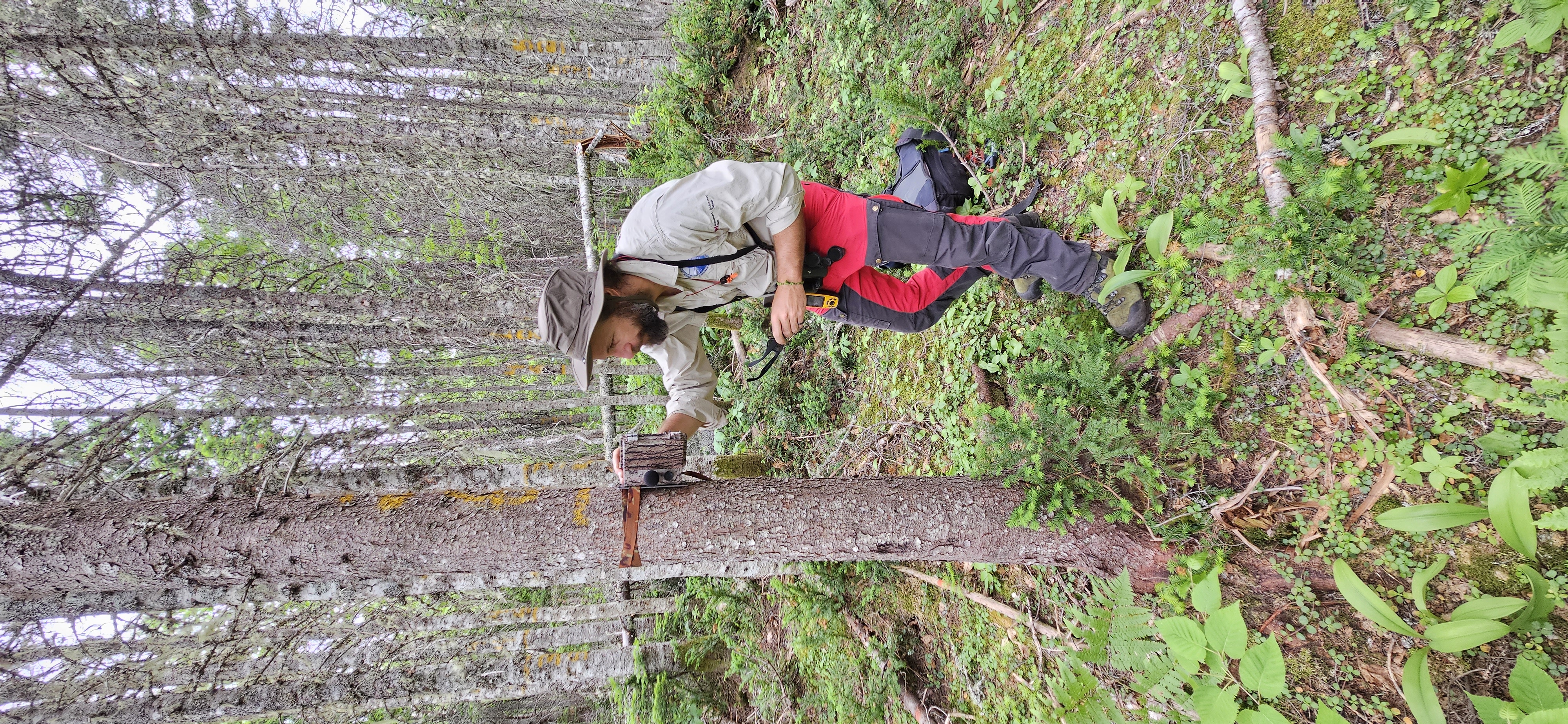 Un homme prend des mesures d’un appareil fixé sur un arbre dans la forêt l’été.