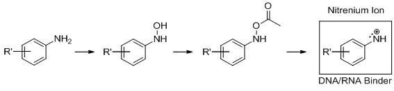 Step 2. Metabolic activation of the aromatic amine and formation of electrophilic reactants - See text below.