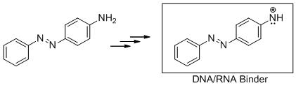 General formation of an electrophilic nitrenium ion that is possible without cleavage of the azo bond - See text below.