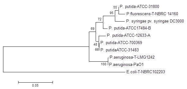 Arbre phylogénétique des souches de P. putida de la LIS fondé sur la séquence du gène de lARNr 16S (voir la longue description ci-dessous)