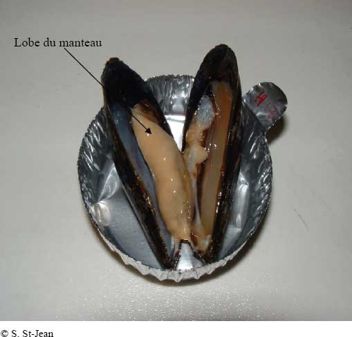 Figure 9-10 : Moule avec lobe du manteau  à maturité