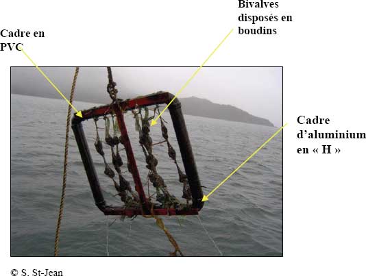 Figure 9-13 : Cadre utilisé pour les  essais d’exposition des bivalves