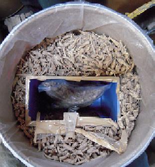 Contraband wild American ginseng was found concealed in a barrel of legally farmed ginseng roots