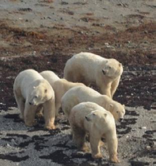 Polar bears on the James Bay coast waiting for the ice pack to form so that they can get to their winter feeding grounds