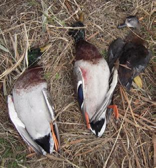 Some of the ducks seized in the operation